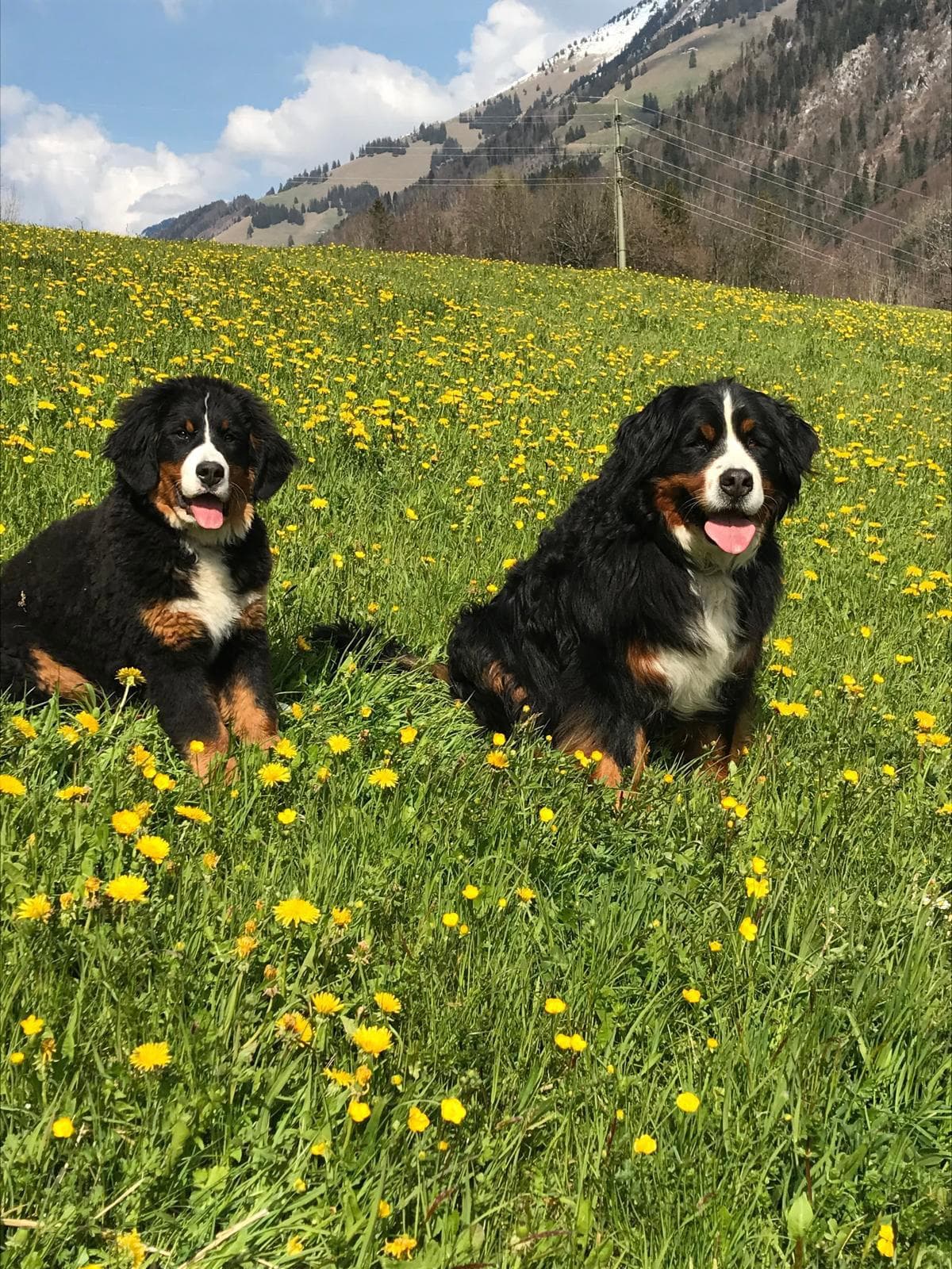 Bouvier bernois de la ferme Combaz d'Amont