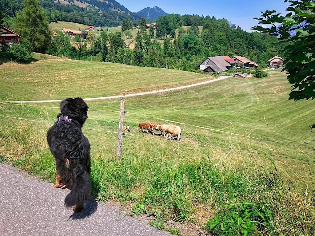 V. Fidèle compagnon