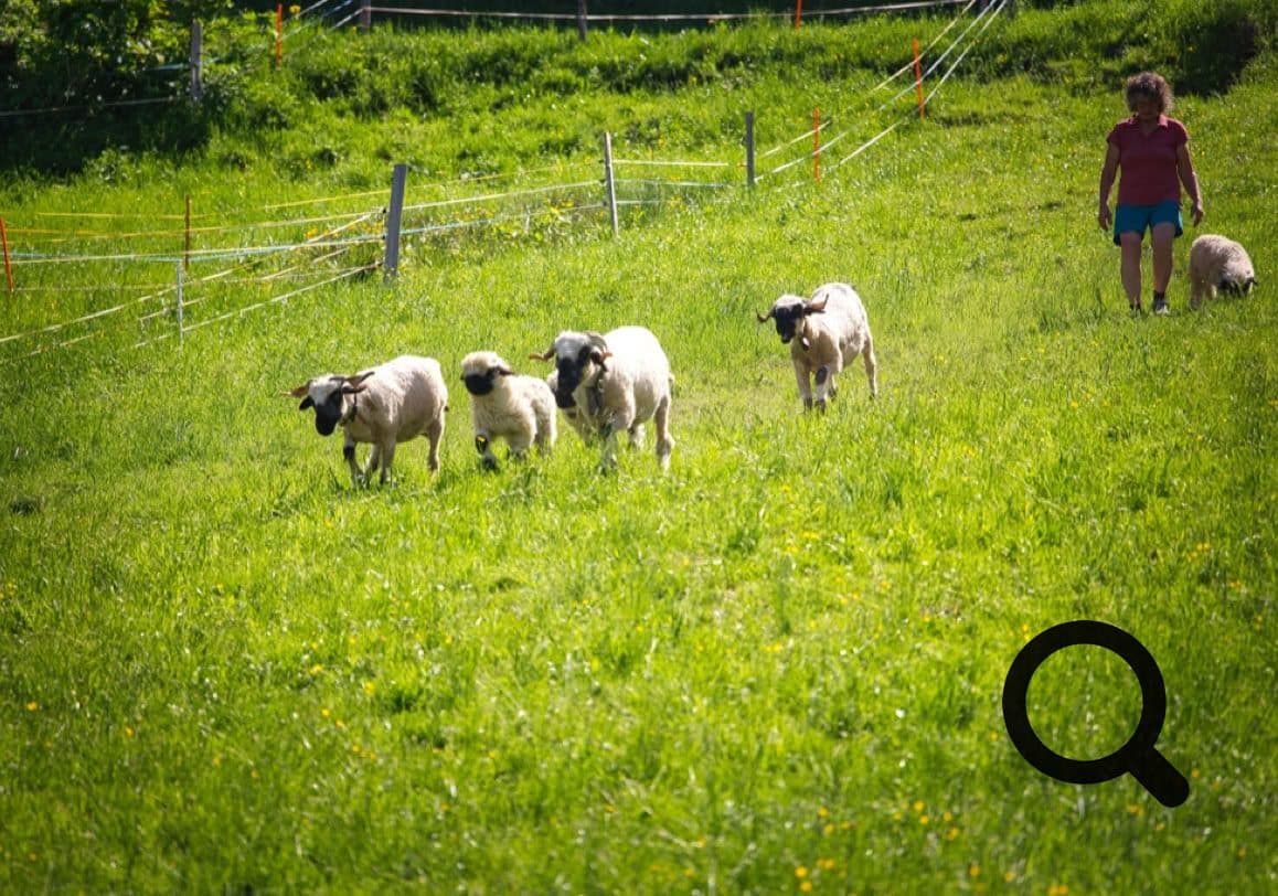 VI. Troupeau d'hiver